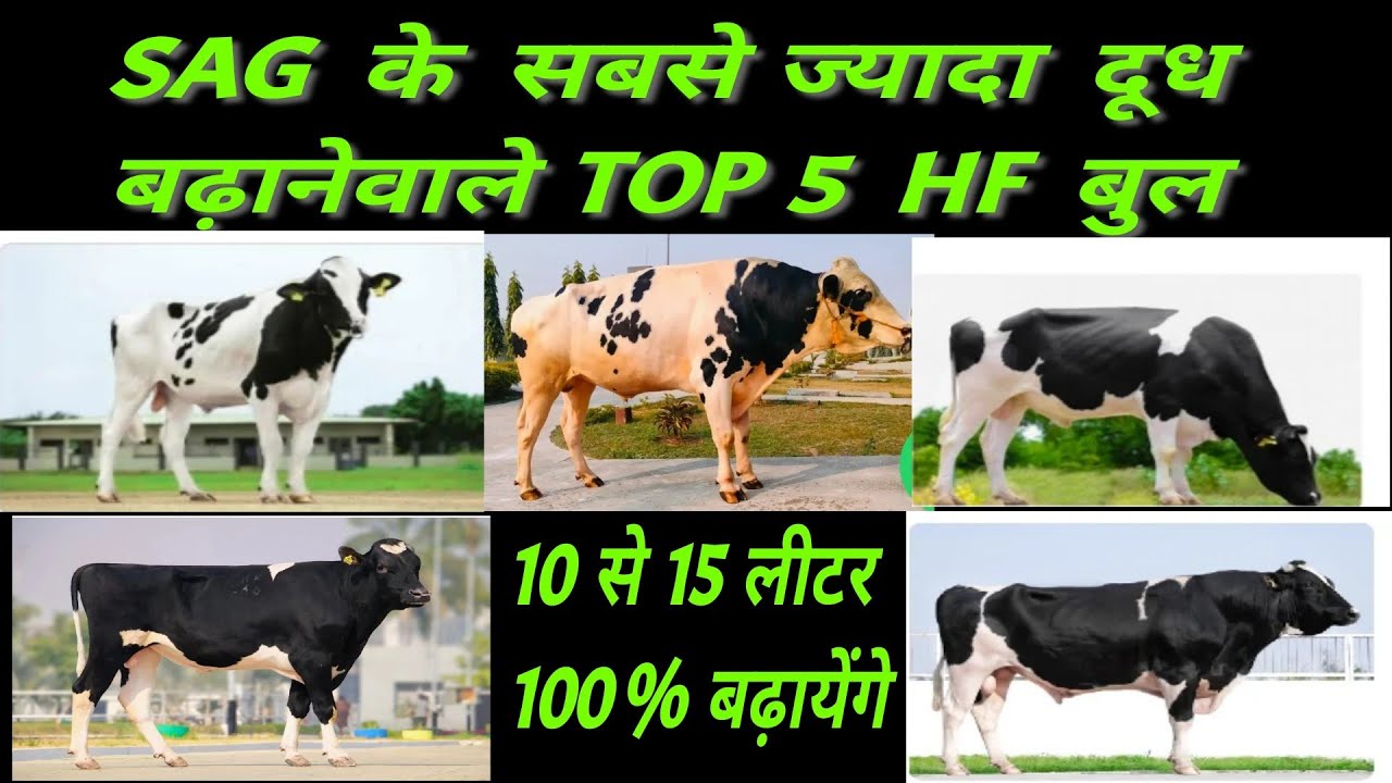 Sag jermany bull । SAG के ये बुलो का चयन 100 % दूध में बढ़ोतरी  करेगा ।