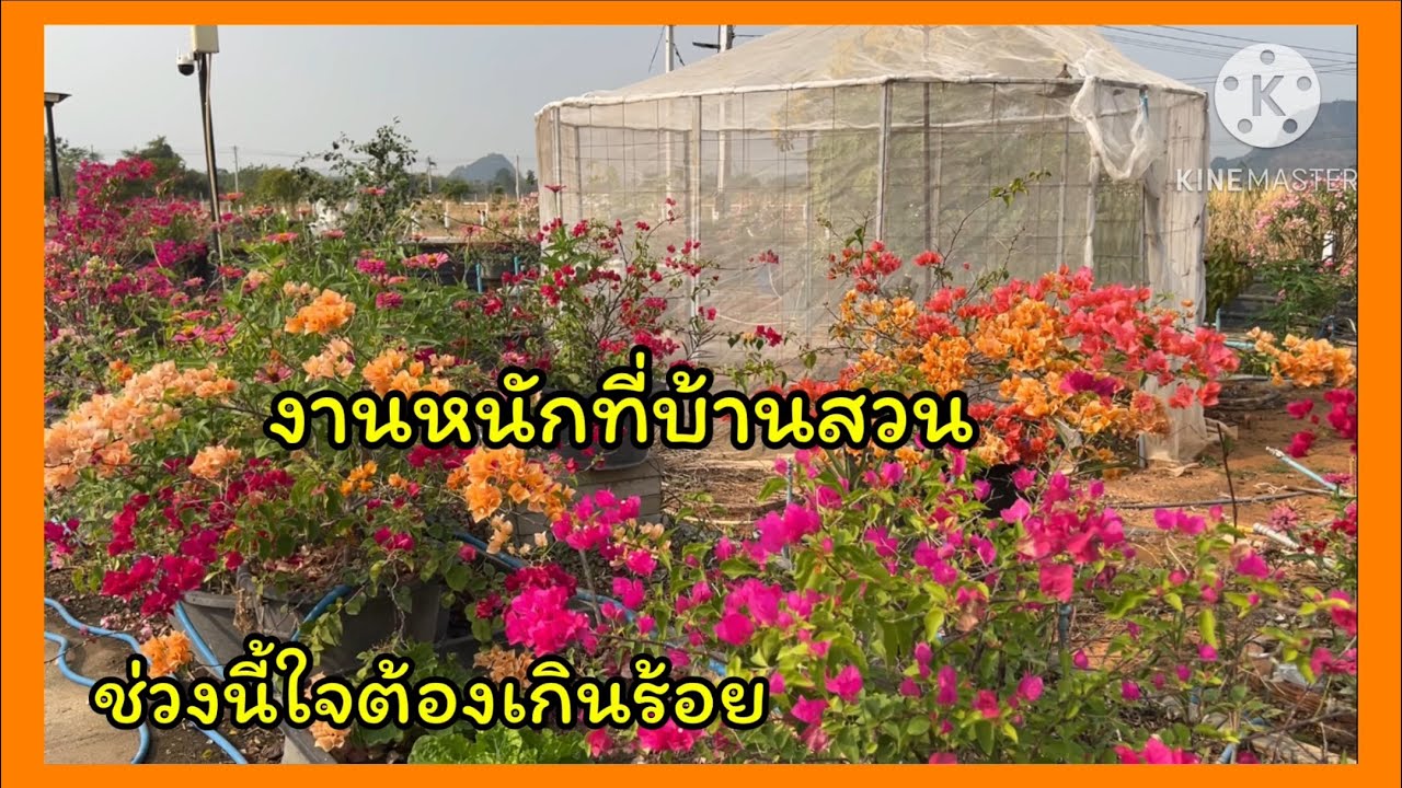 งานหนักที่บ้านสวน ช่วงนี้ใจต้องเกินร้อย สู้ๆเดี๋ยวก็เสร็จ🪴❤️🪴