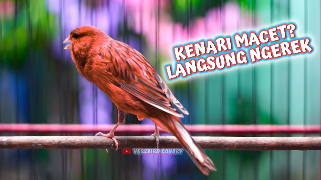 100% Jitu Memancing Burung Kenari Lain Bakal Langsung Respon Ikut Gacor Panjang Anti Ngeriwik