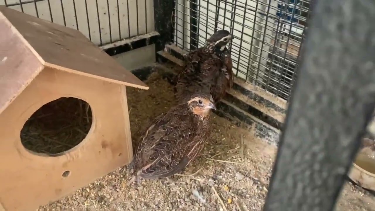 My Bobwhite Quail Eggs Started Hatching