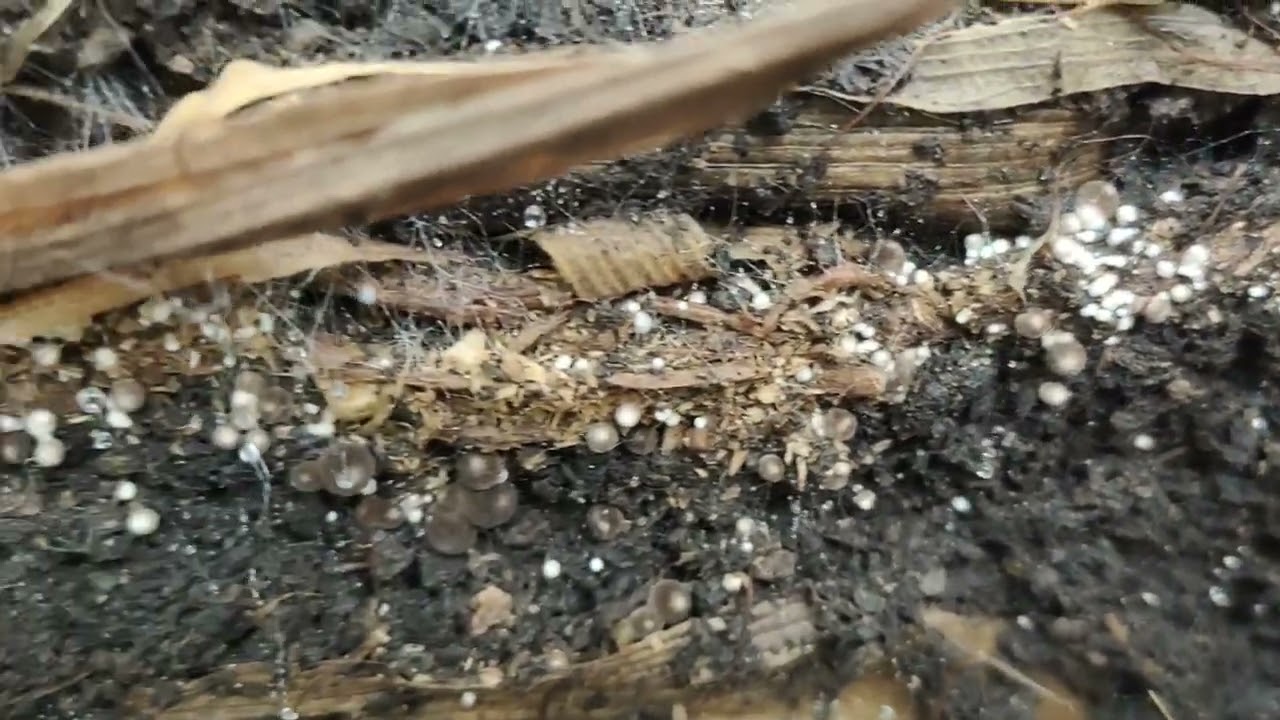 How to Grow Mushroom (KABUTENG SAGING) sa DAYAMI