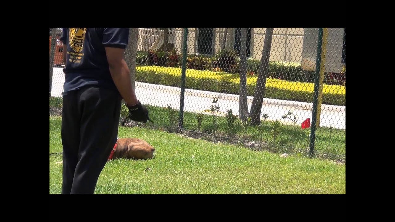Family Protection Dog 