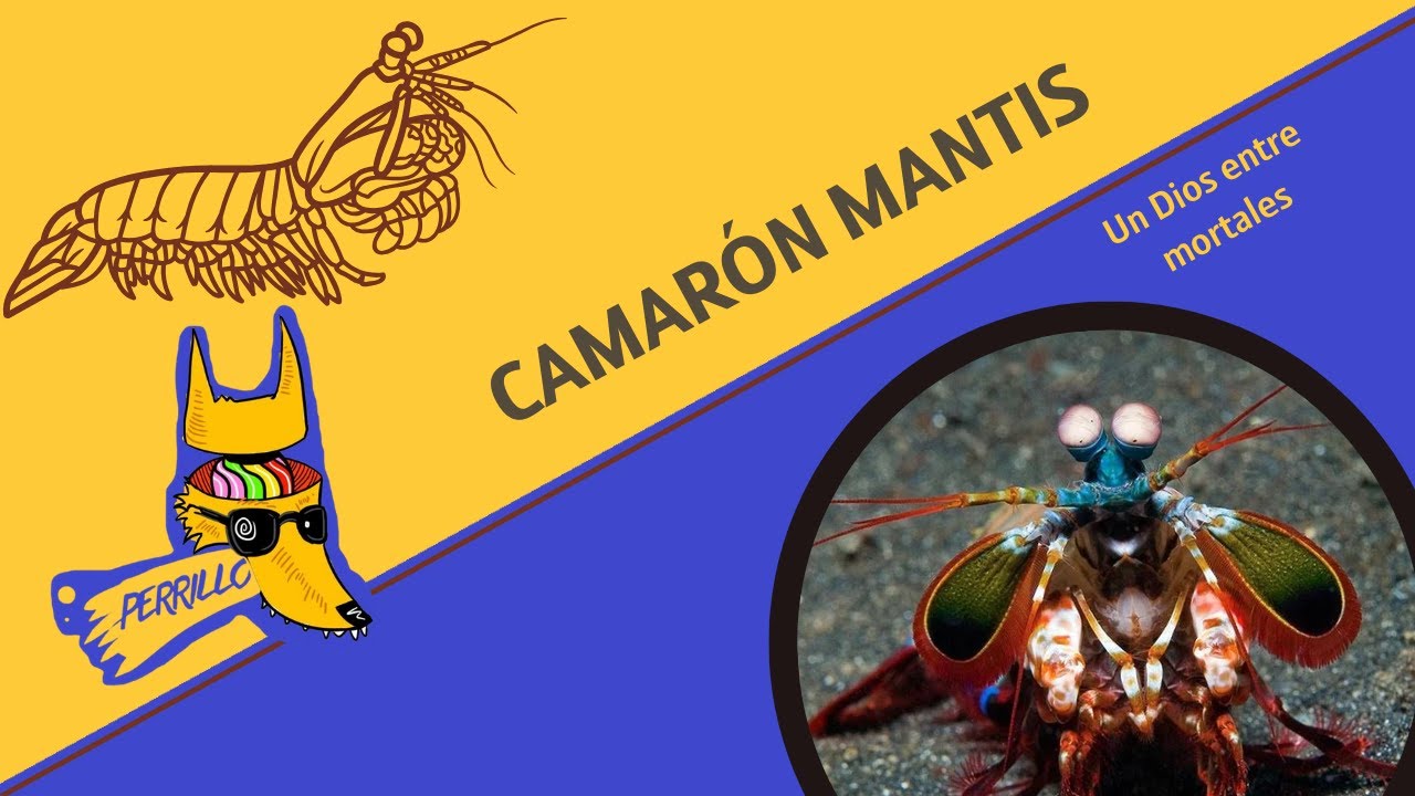 Camar&oacute;n Mantis: One Punch Man-tis| Ep 117| CULTURA COLMILLUDA