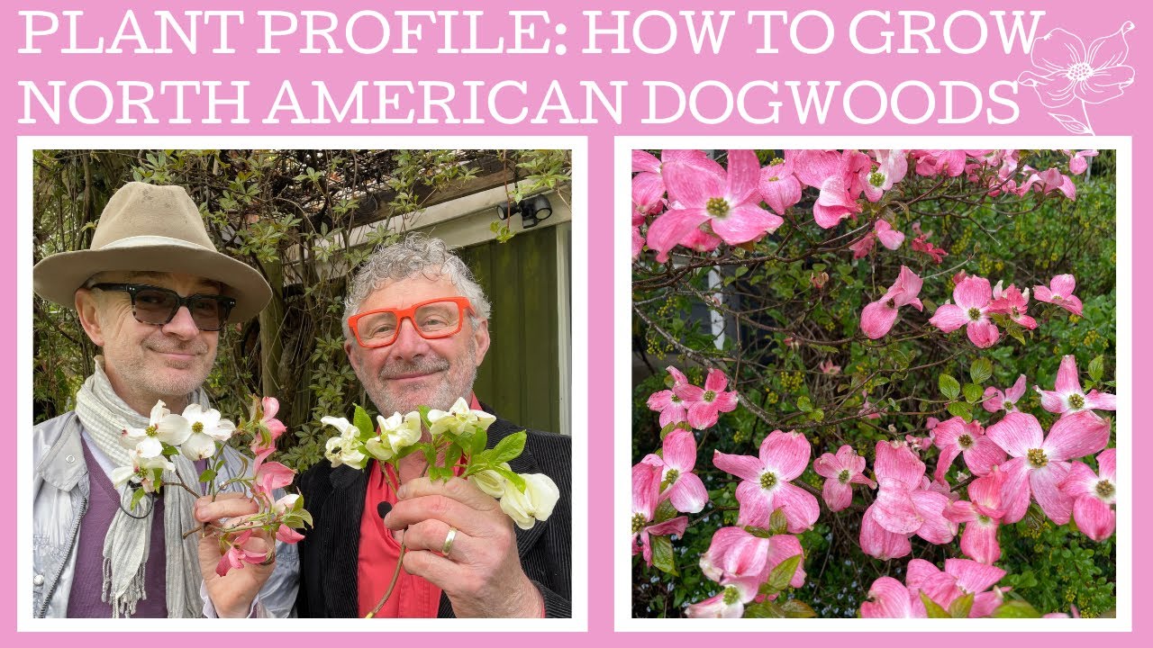 Plant Profile: how to grow the North American Cornus or flowering dogwoods.
