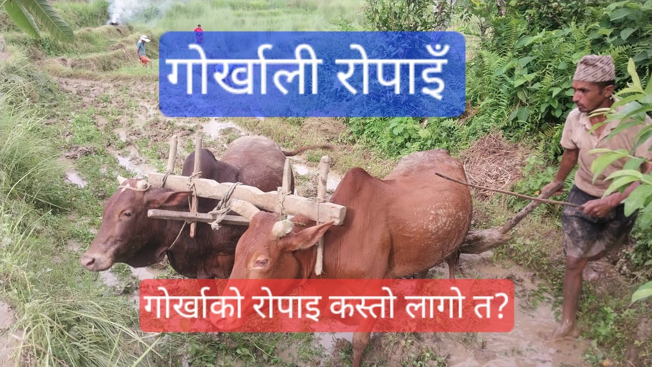 असारमा रोपाइ गर्दै गोर्खातिर