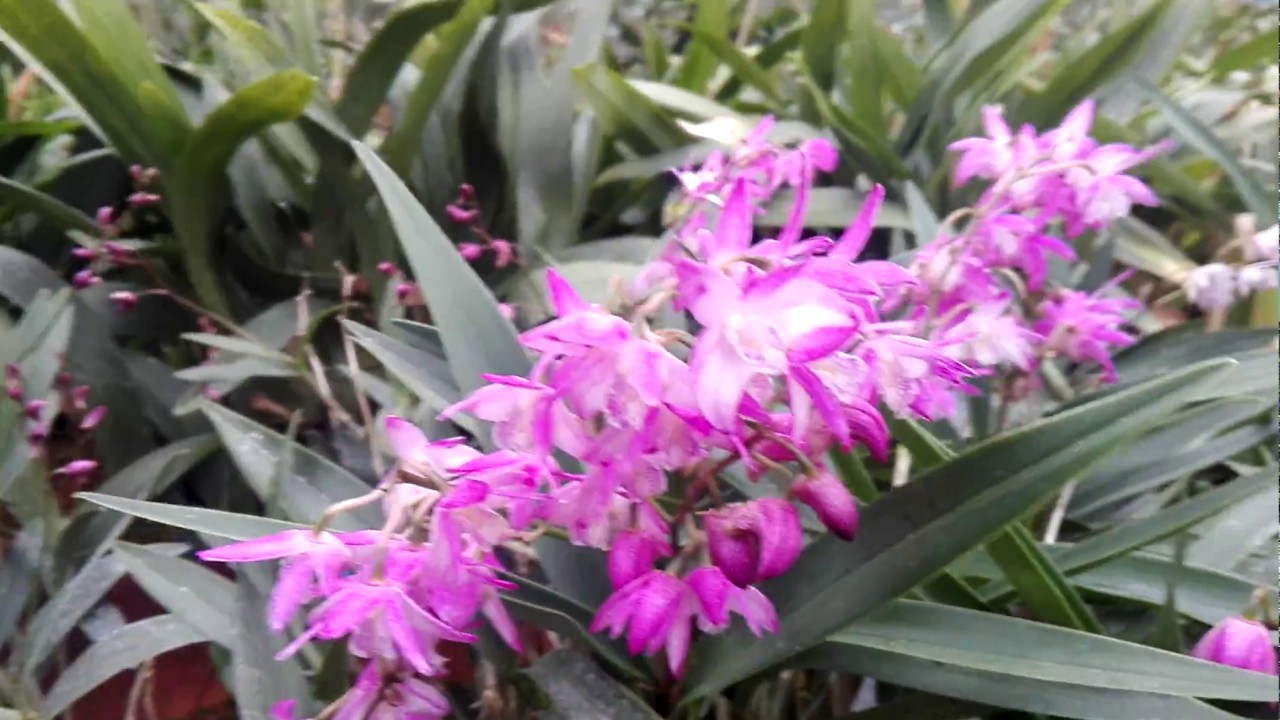 un' orchidea profumatissima