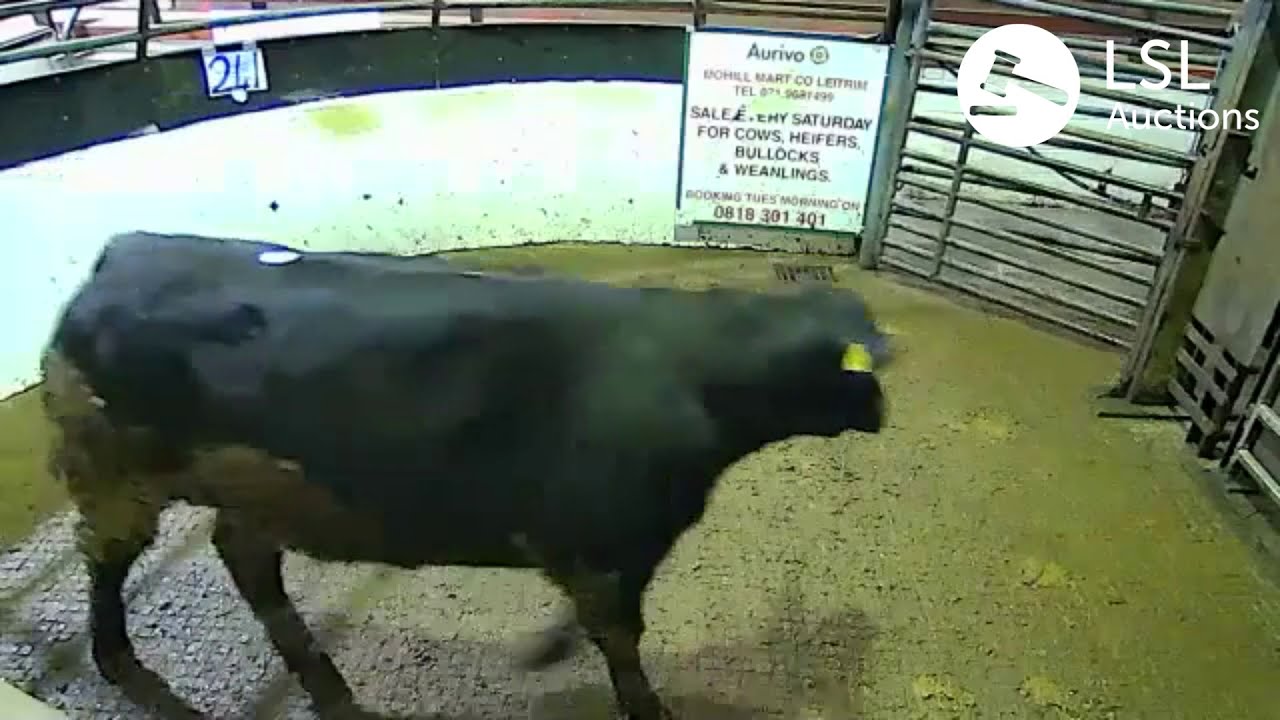 Mohill Lot 544 13-02-2021