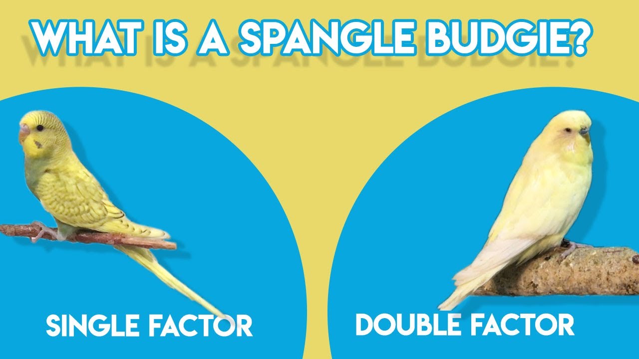 What is Spangle Budgie (Single and Double Factor)