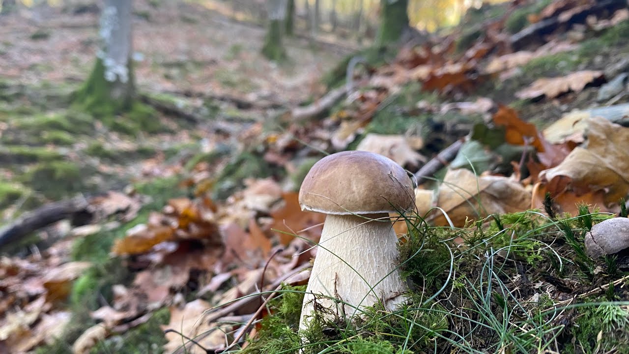 Boletus Edulis y algún Pinicola en noviembre de 2023