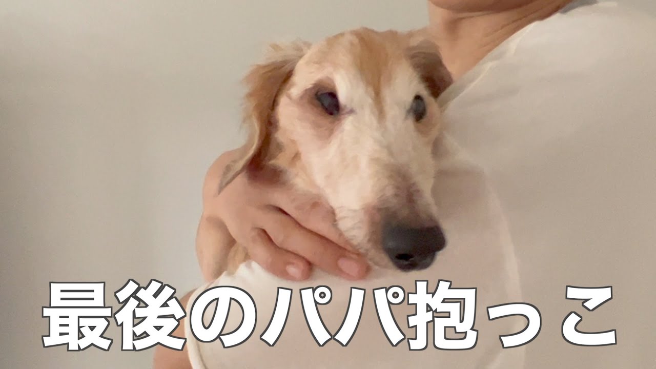最後の最後まで⑤甘えたい22歳ダックスボニー