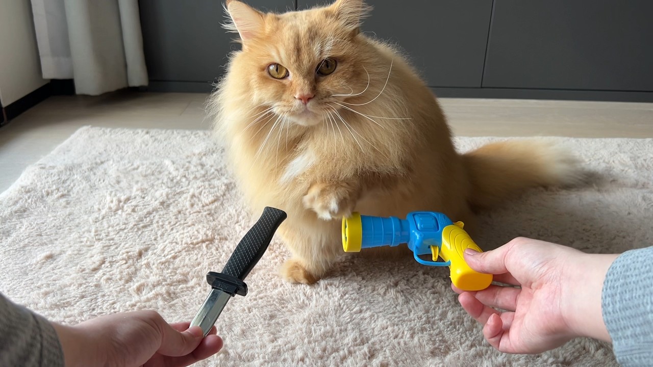 Trick & Treat with My Cat - Day 27
