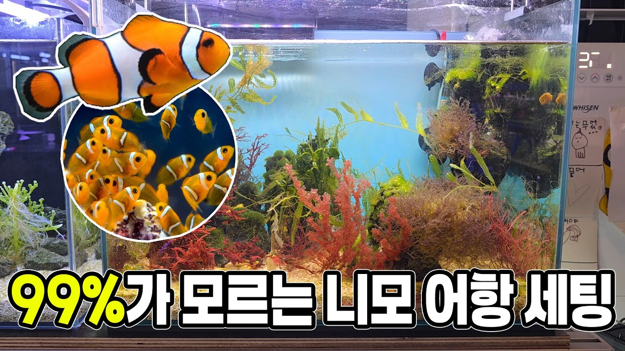 아기 니모들이 수백마리가 태어났어요..!! 알고보니 이것 때문이었네요..ㄷㄷ