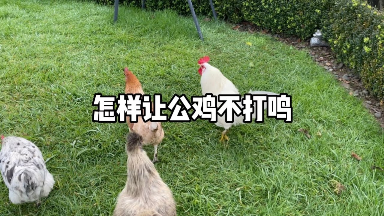 2022.9.2.怎样让公鸡不打鸣。