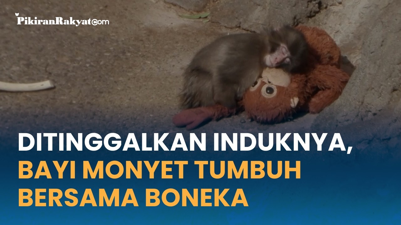 Ditinggalkan Induknya Sejak Lahir, Monyet 'Punch' di Jepang Jadikan Boneka Orangutan Sebagai Ibu