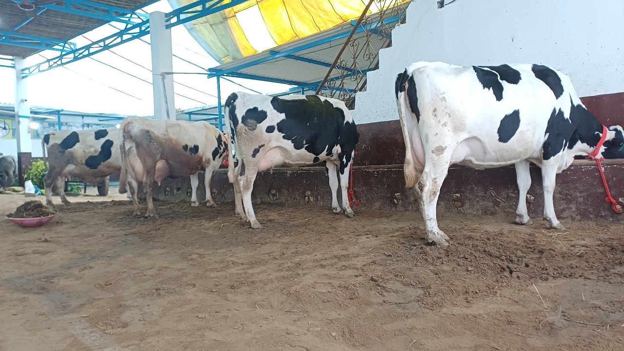 ਤਾਜੀਆ ਸੂਈਆ ਫਾਰਮ ਵਾਲੀਆ ਵੱਛੀਆ ਵਿਕਾਊ, 98784-48264 and 94782-63916 