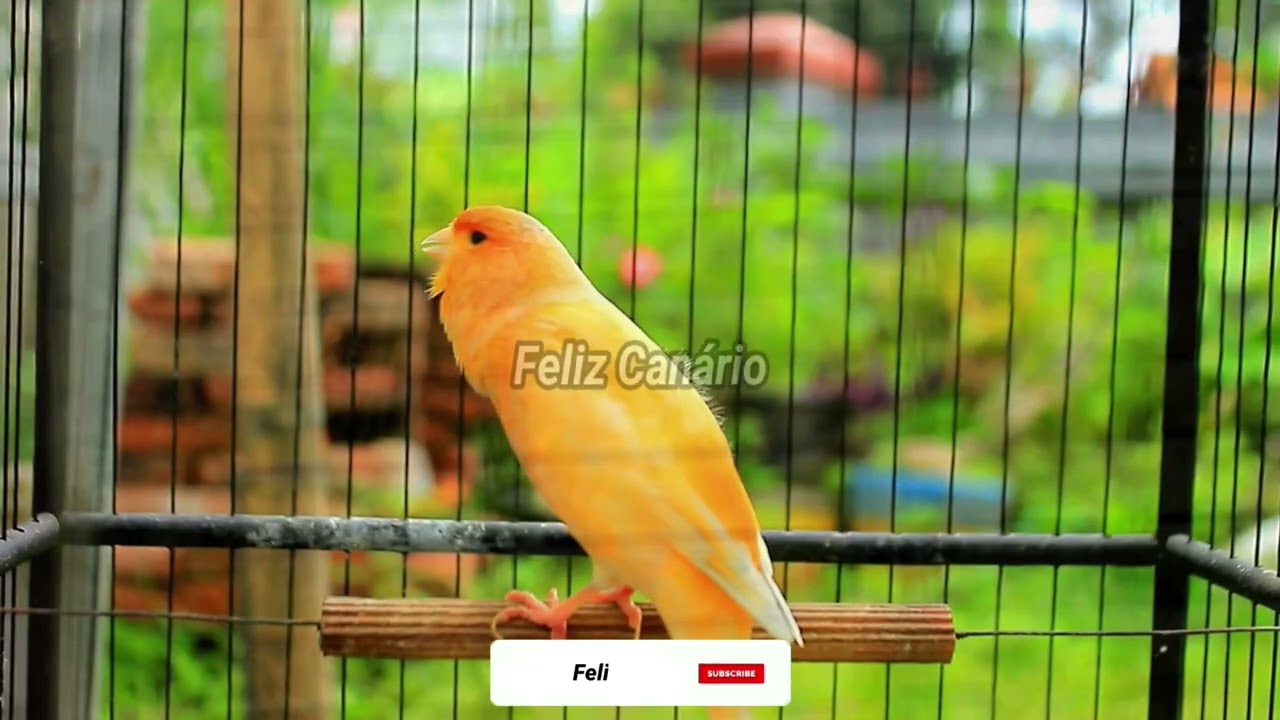 Eu Canto Muito Forte  Canário Belga Feliz Dançando Salsa para Acasalamento 2026 – Feliz Canario 2