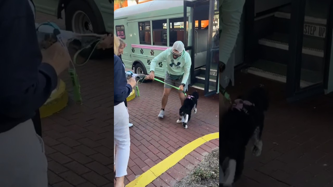 Забрать щенка из центра города можно на передвижном пункте выдачи Bark Bus!!!!!
