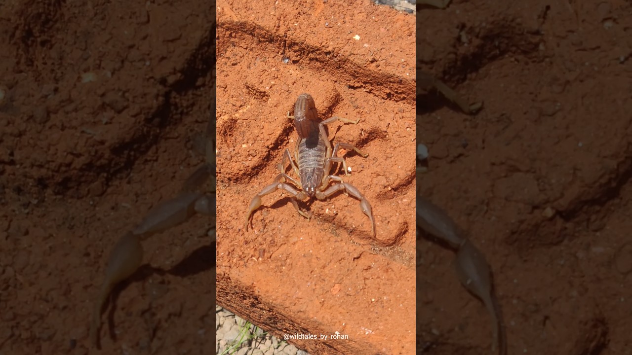 Indian Red Scorpion.🦂