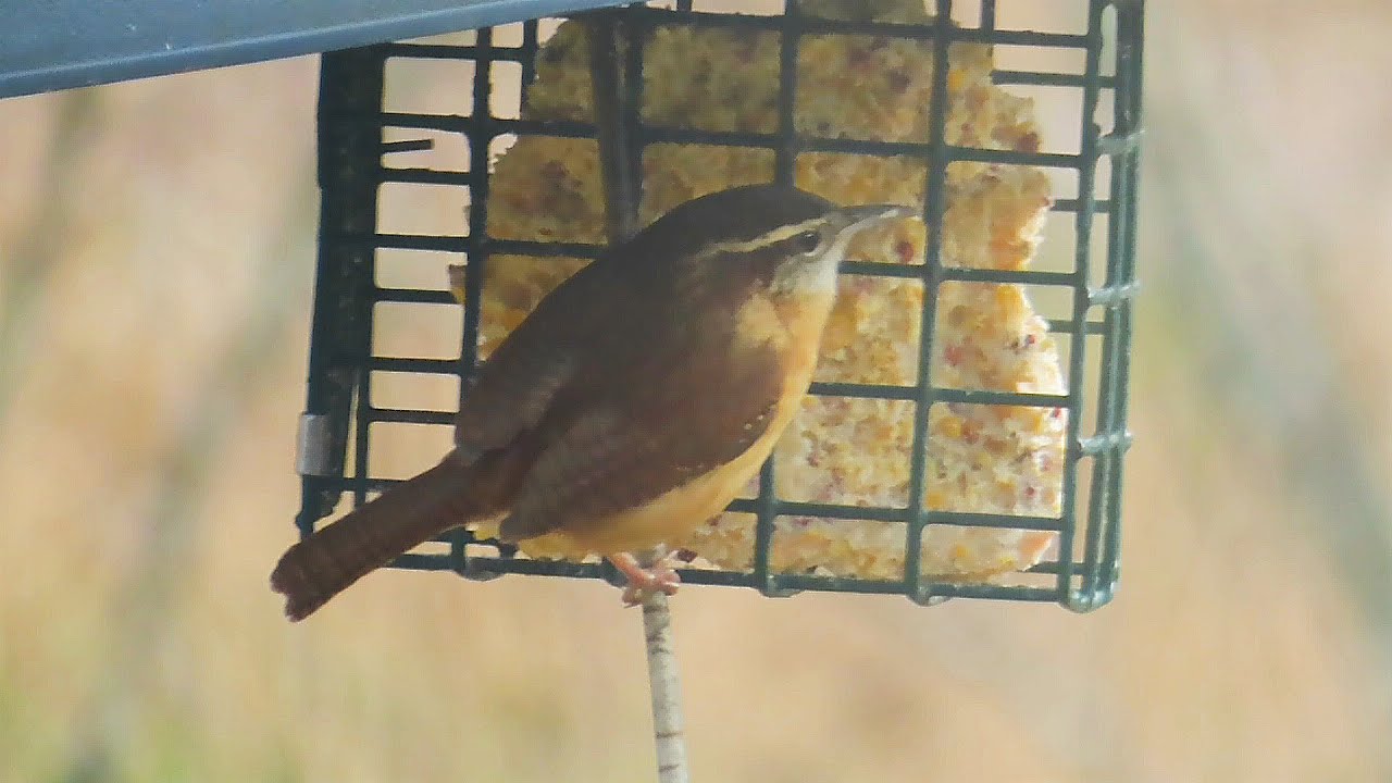 Psalm 55 : 22  __  God's Amazing Carolina Wren