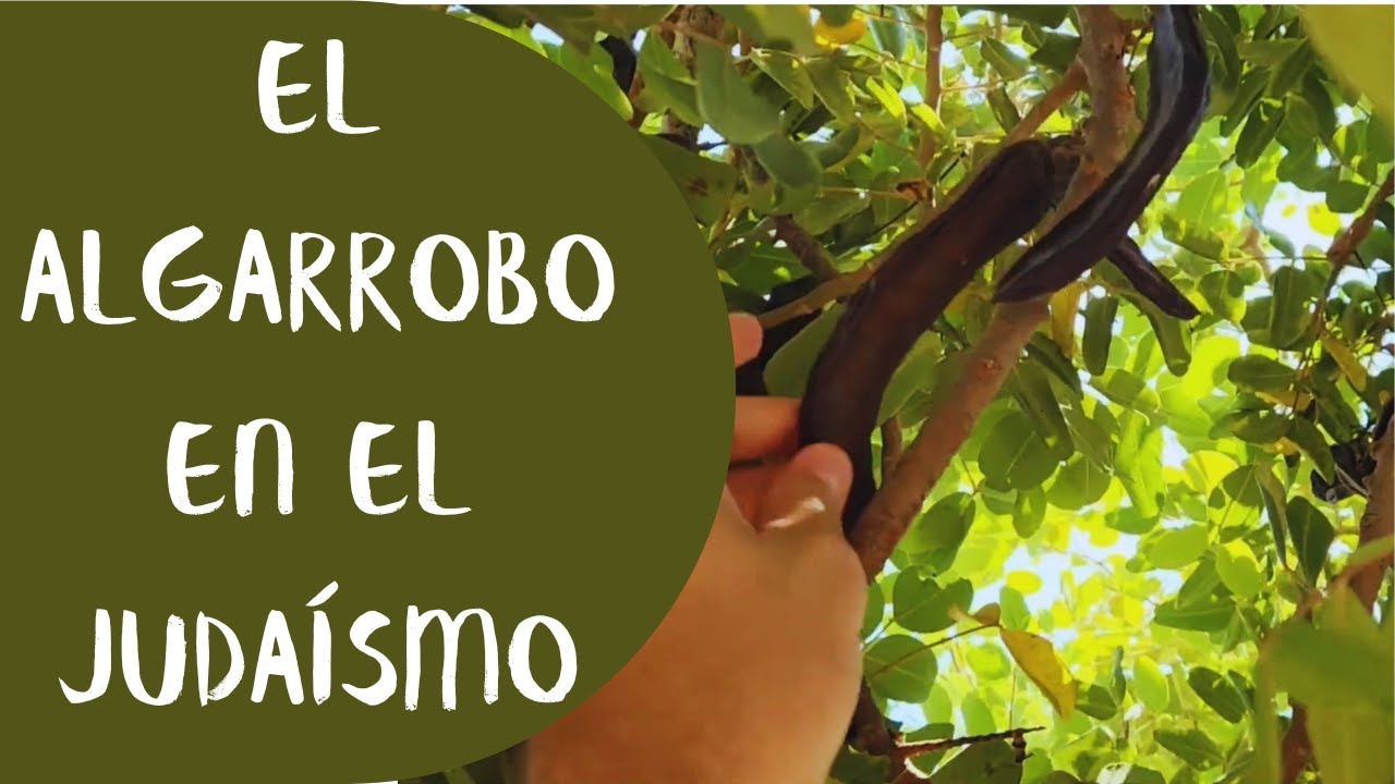 Historias y curiosidades del ALGARROBO 🍃 en el JUDAÍSMO