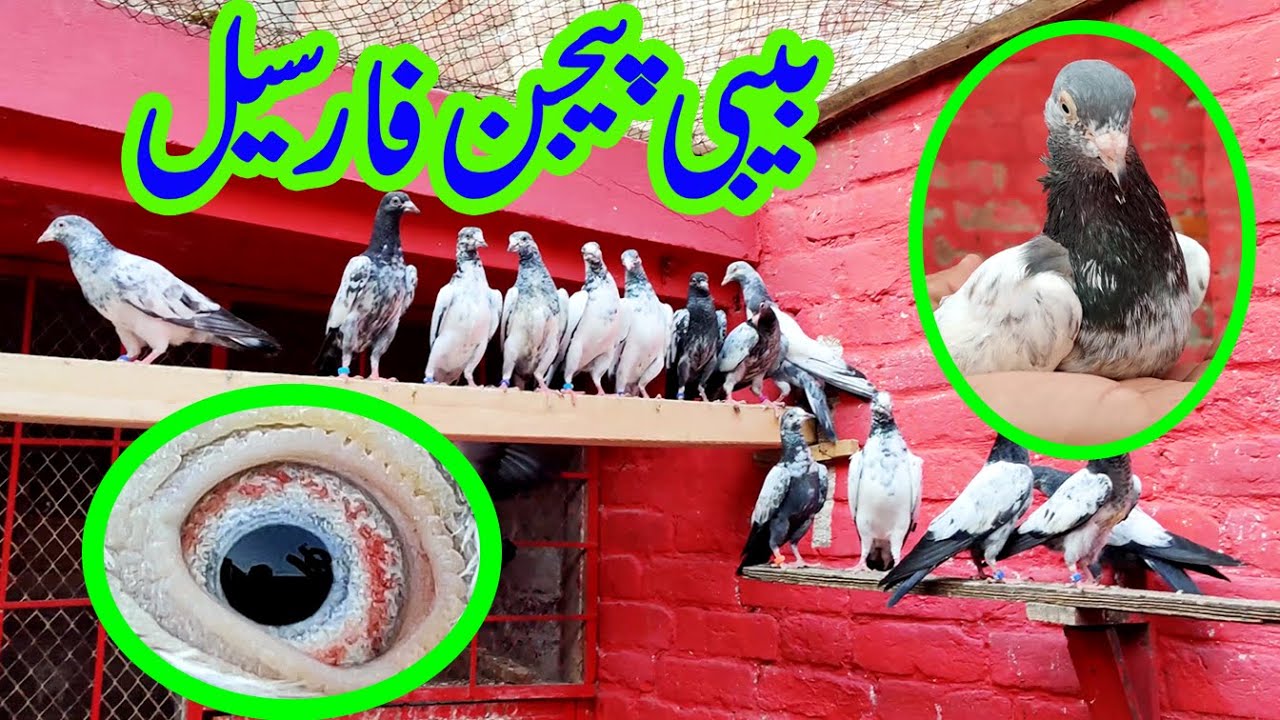 baby pigeons for sale || 03156592538