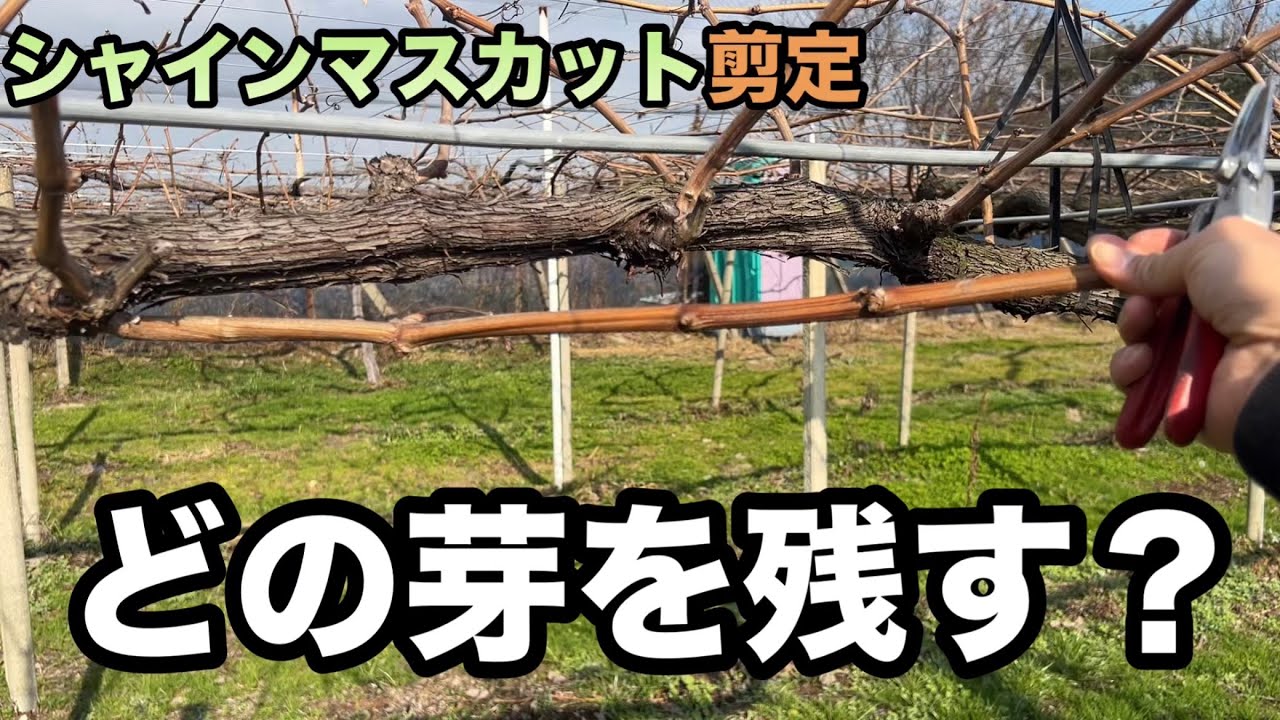 ぶどうの剪定で良い芽を残す方法〜シャインマスカットの短梢で良い花を着けるには！？〜2024-01-07
