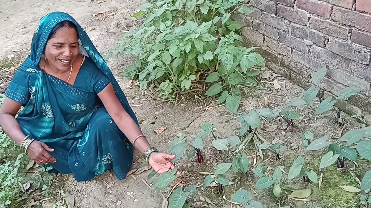 Hamare ghar ki kheti ☺