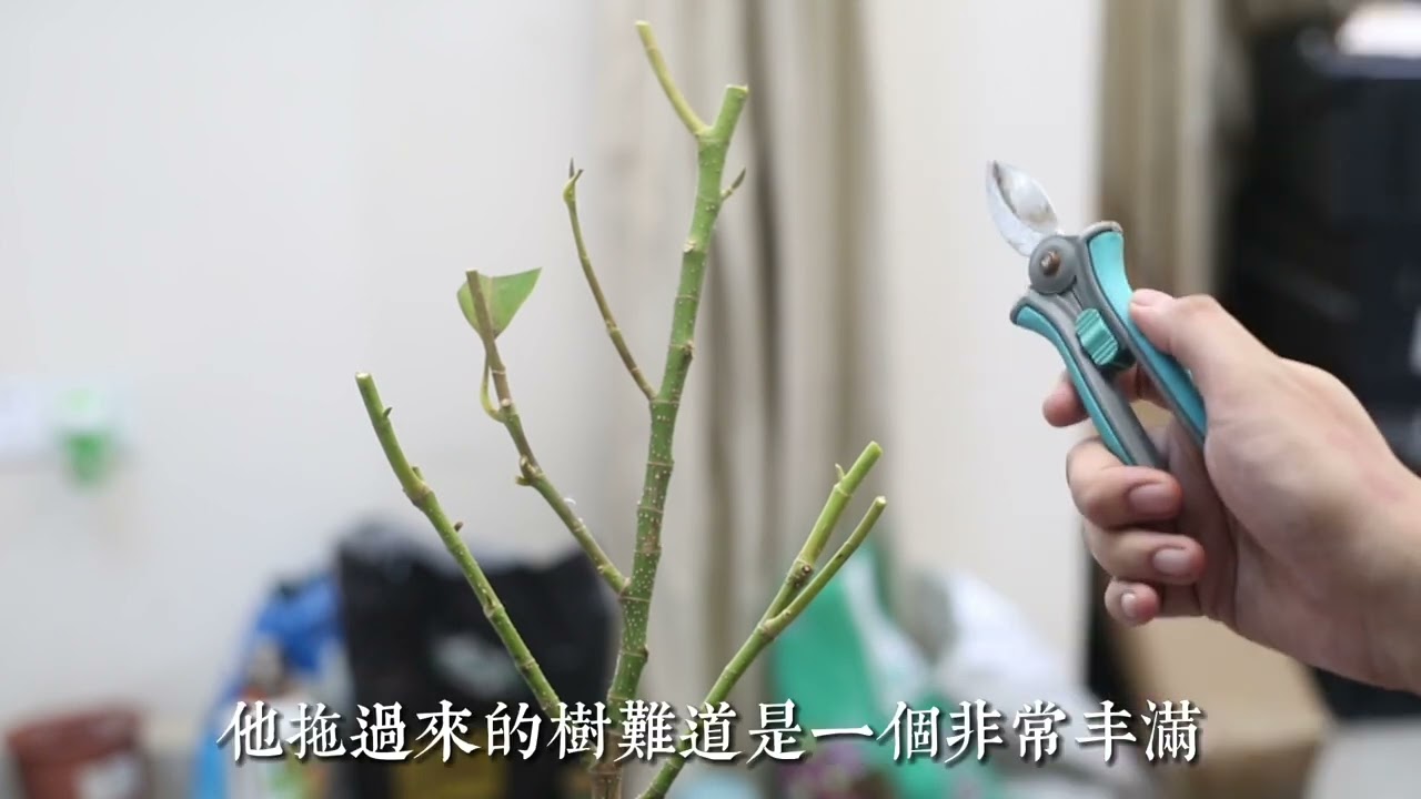 园艺师教你，白兰花的种植拯救方法