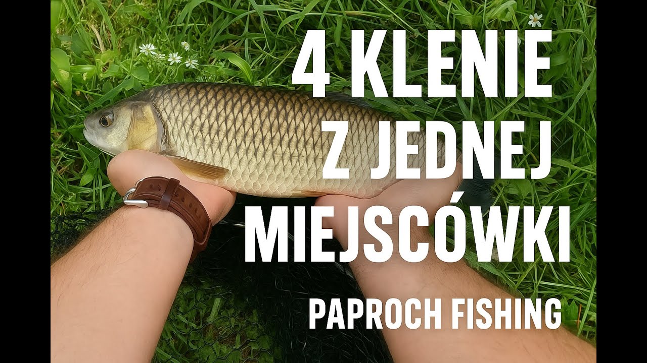 Flyfishing #4 | 4 Klenie na muchę z jednego miejsca