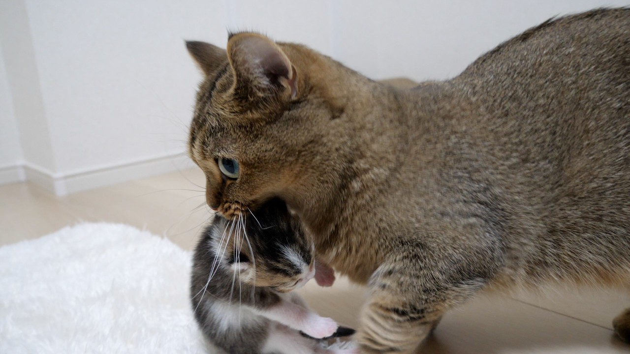 Mother cat Kiki is doting on her kitten who look just like Coco!