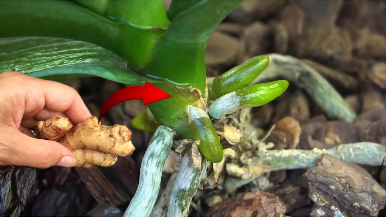 Few people know! Ginger can help orchids revive and help them bloom continuously