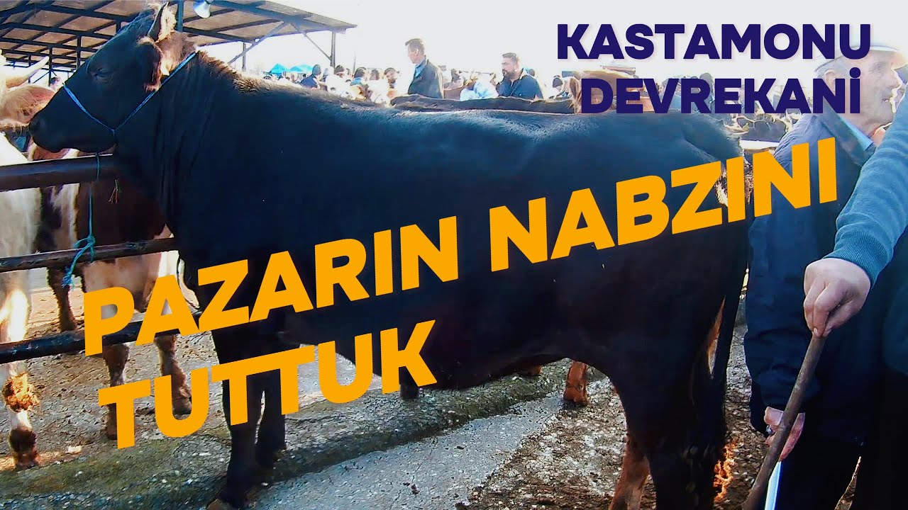 KASTAMONU/Devrekani  HAYVAN PAZARI / 6 NİSAN 2025 / kurbana hazırlık başladı, pazar çok kalabalık !!