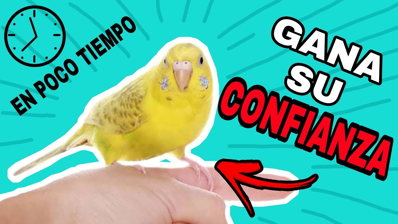 ¿CÓMO ME RELACIONO CON MI PERIQUITO?