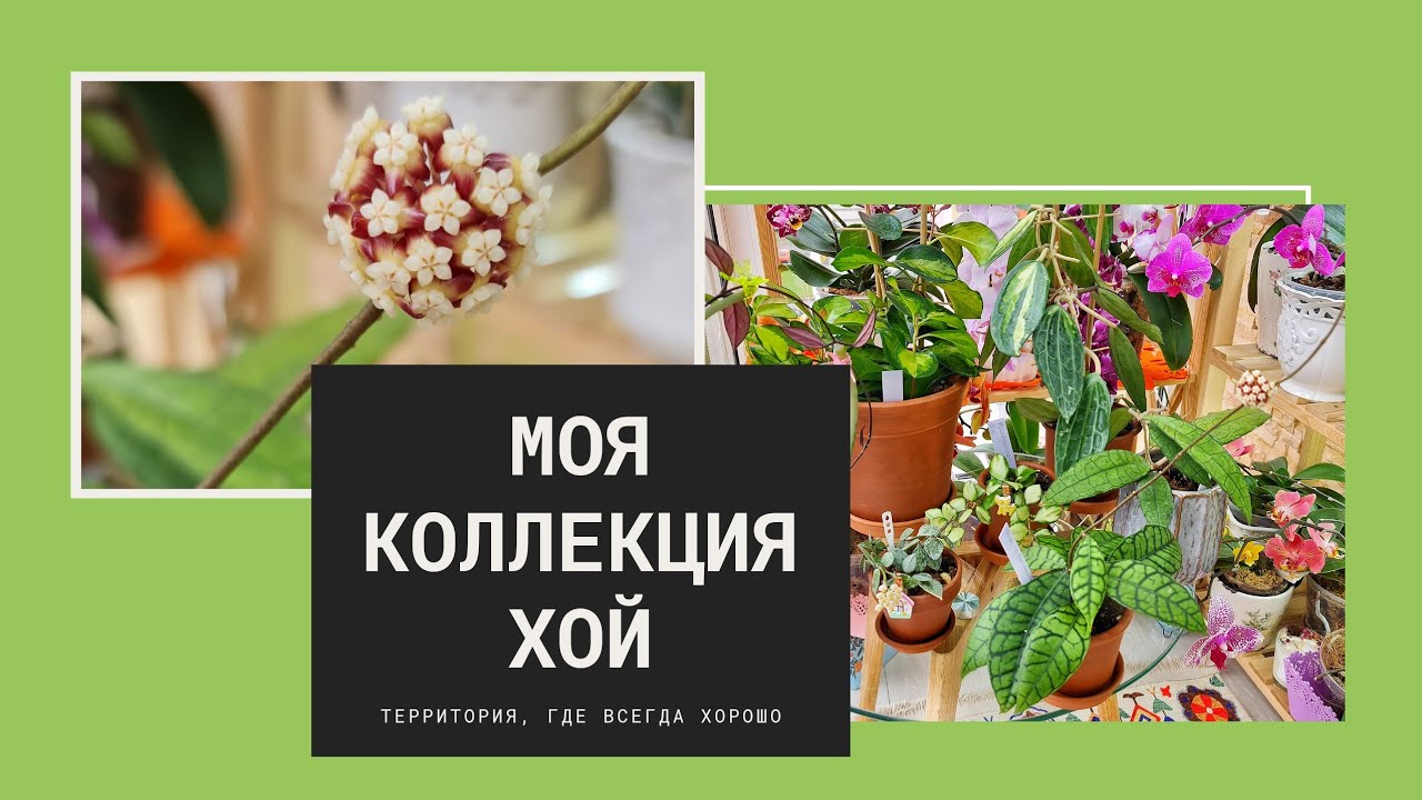 Моя коллекция хой. Хойи на балконе.