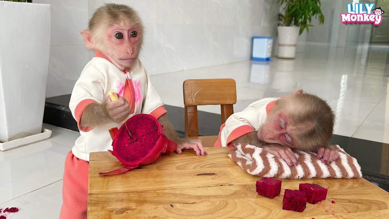What happened to monkey Lily?
