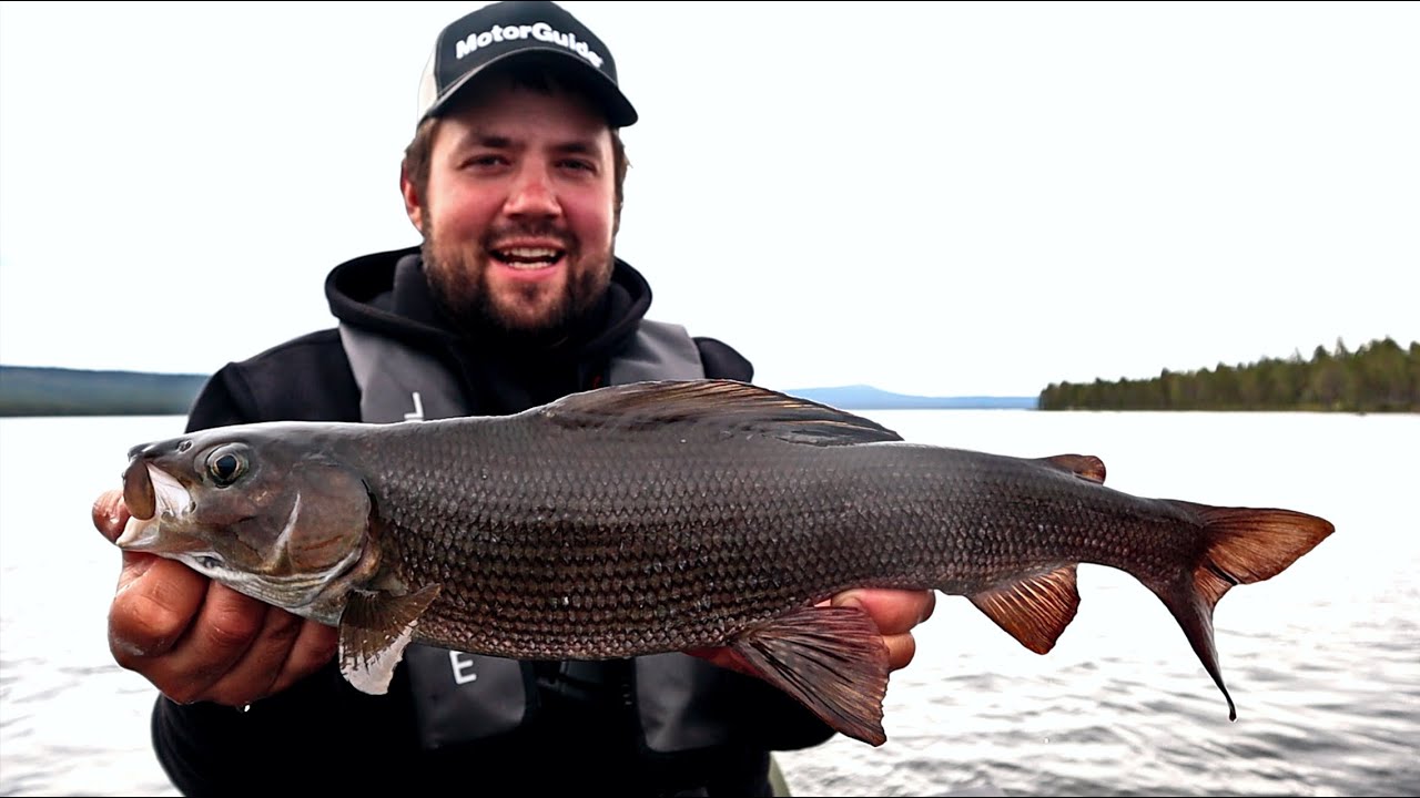MIKROJIGILLÄ ELÄMÄNI PISIN HARJUS - AHVENTA, HARJUSTA JA SIIKAA JIGILLÄ