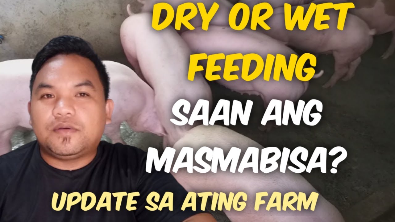 DRY OR WET FEEDING SAAN ANG MAS MABISA SA PAGPAPABIGAT O PAGPAPALAKI NG ATING MGA ALAGA | KABAGIS