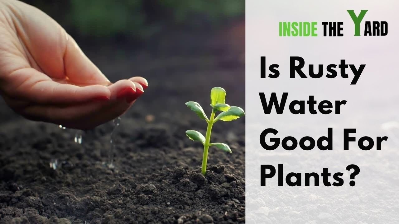 [See Our Experts Answer] Is Rusty Water Good For Plants+ Why?