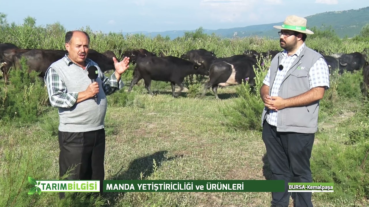 TARIM BİLGİSİ - MANDA YETİŞTİRİCİLİĞİ VE ÜRÜNLERİ