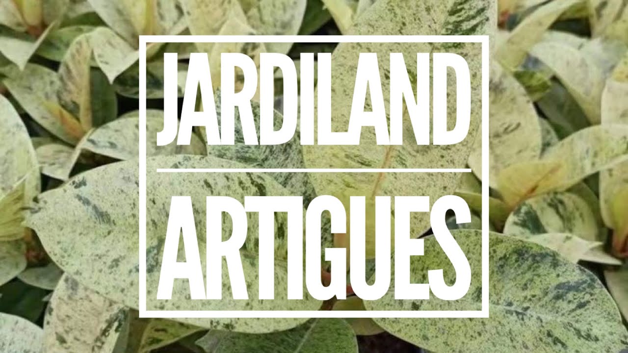 FICUS SHIVEREANA MOONSHINE A JARDILAND ARTIGUES. JARDINERIE TOUR 💚
