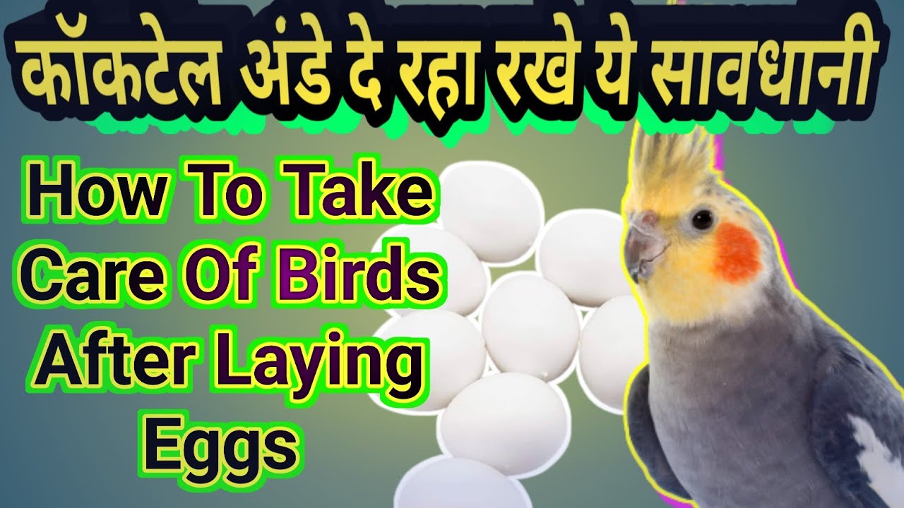 Cockatiel ne Andey dene ke baad kaise khyal rakey |  Cockatiel breeding Time care | Breeding Tip