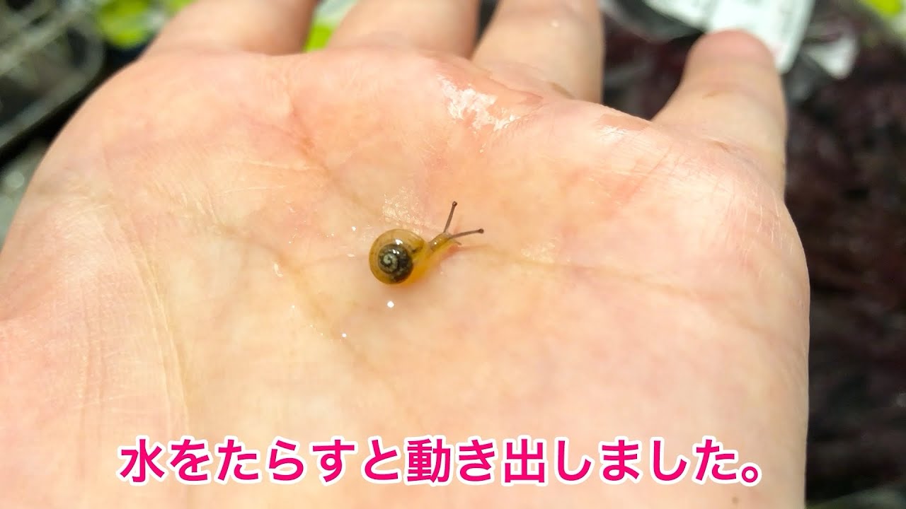 【カタツムリの赤ちゃん🐌】買ってきた赤しそに付いてきた。w🥬 【夏の田舎】