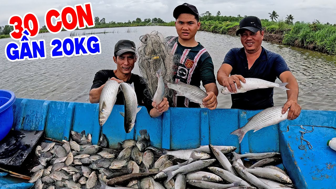 Một Lưới Cá Đối  Ở Cà Mau Gần 50kg