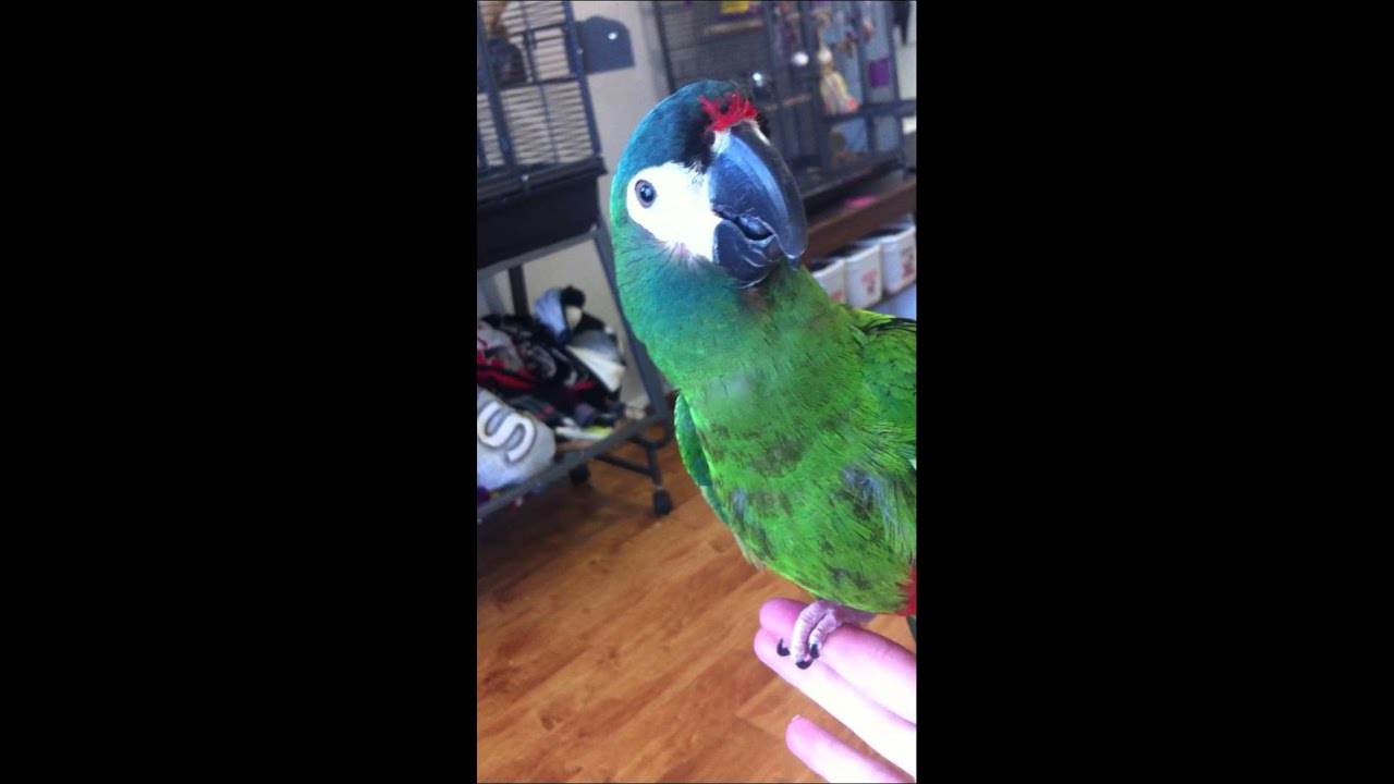 Macaw! Illigers Macaw Pascal