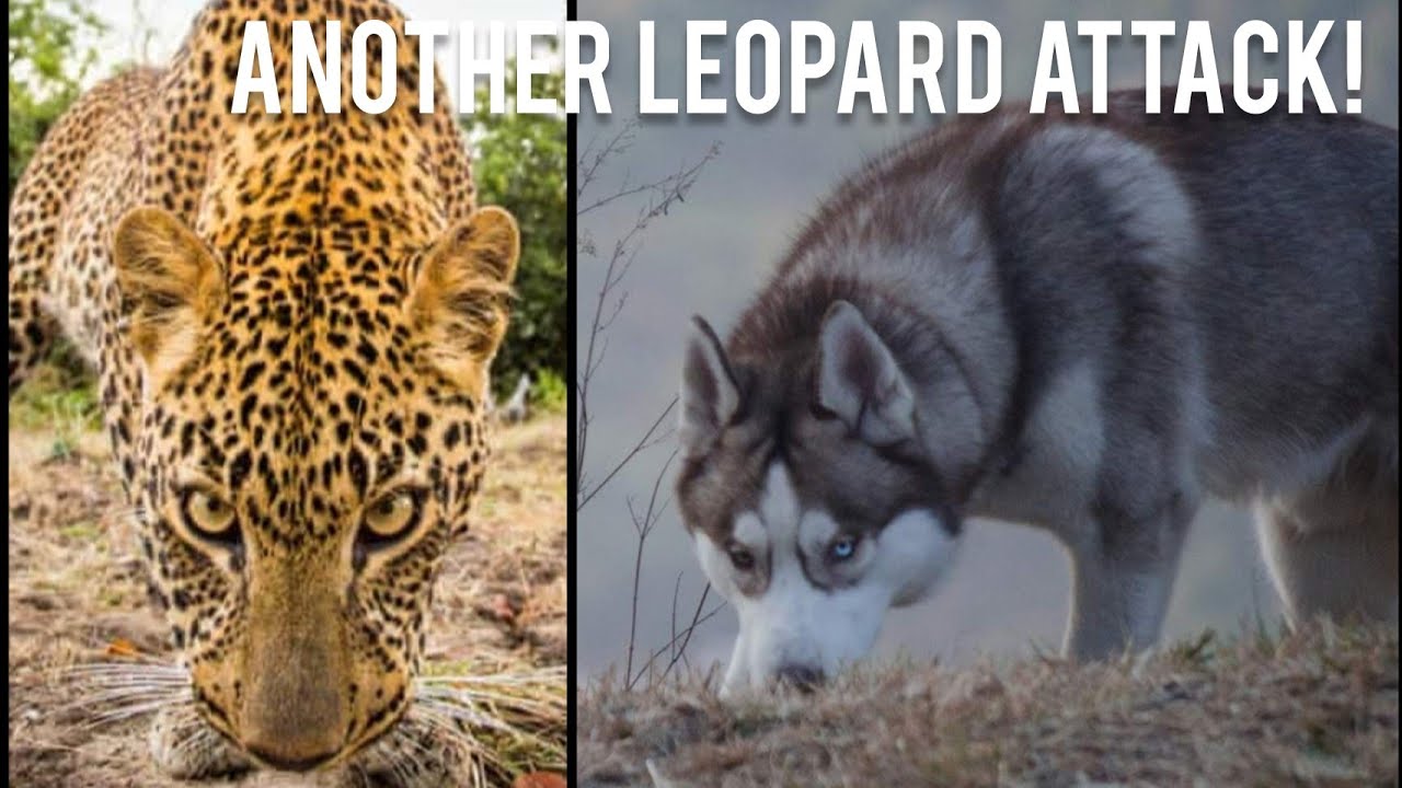 Leopard killed another lady in Pithoragarh yesterday! 😞😞😞