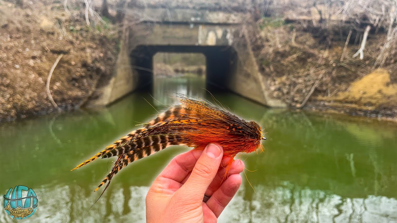 Fly Fishing for the coolest predator in fresh water!! (Musky Hunt Ep 2)