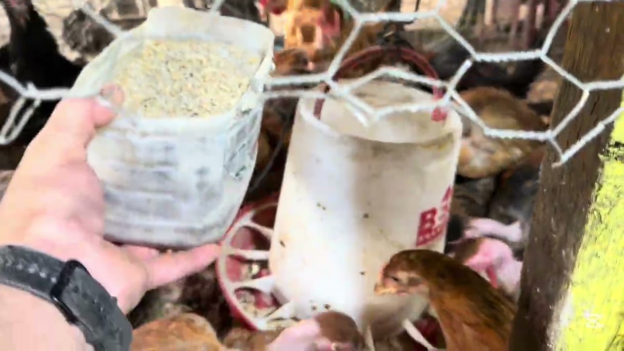 Un día lluvioso con mis gallinas alimentándola y dándole vitamina 🐓 #vidaconplumas 