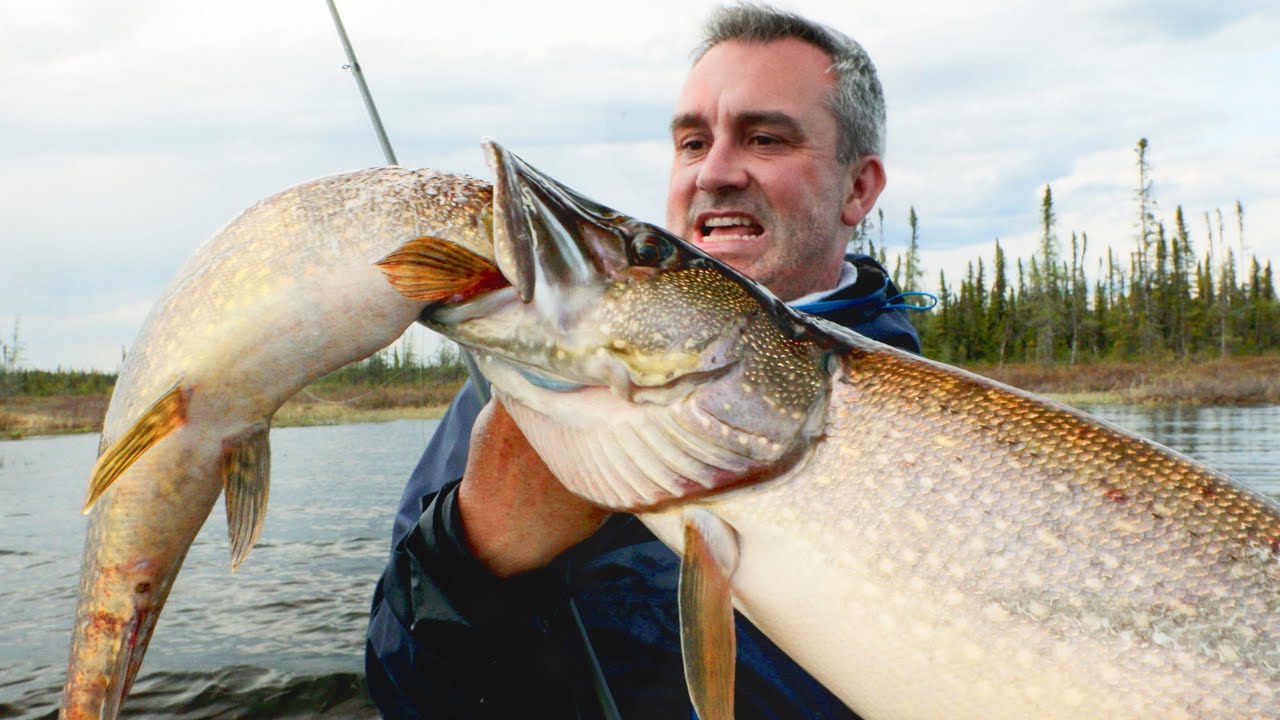 CE POISSON CANNIBALE D&Eacute;VORE MA PRISE - Cyril Chauquet