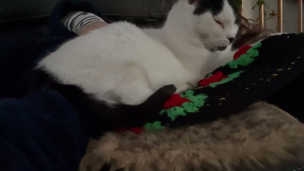 Morning with Sweet Abby #cat #vlog 