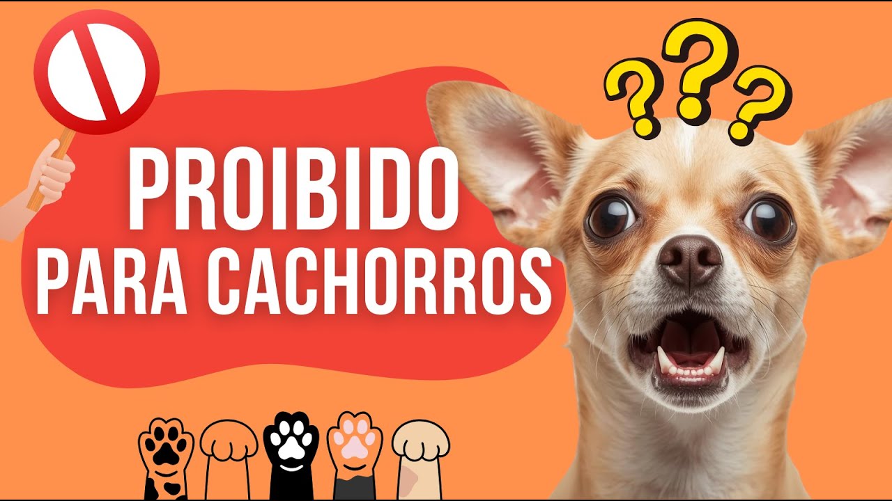 5 Coisas PROIBIDAS para Cachorros Que Parecem Inofensivas